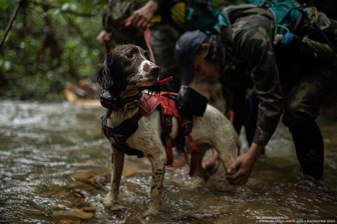 Laos Team Intensifies Search for Rare Saola